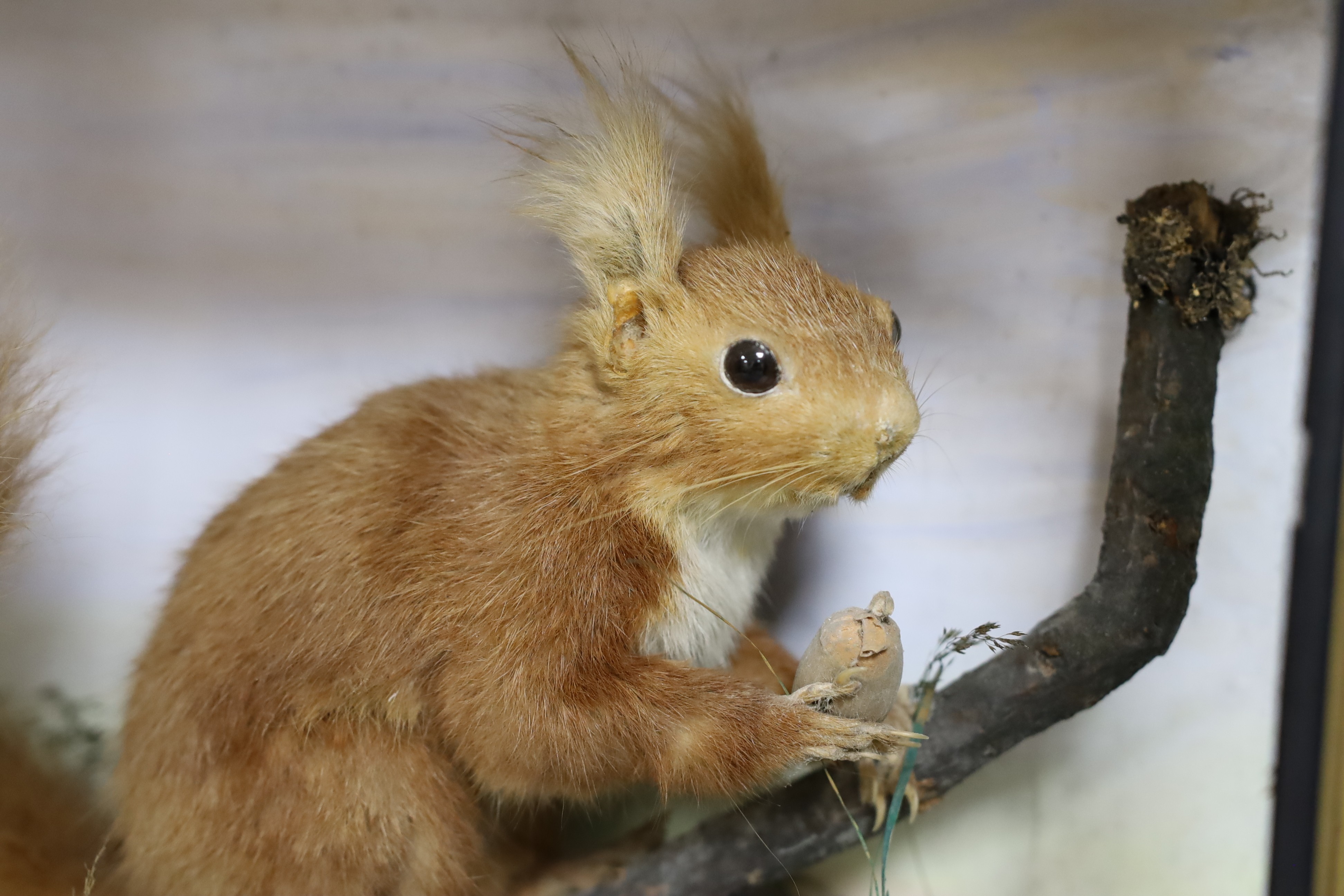 A cased taxidermist red squirrel, 35cm tall